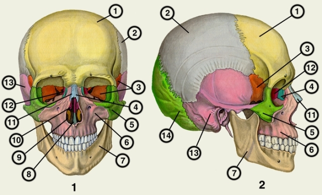 Виды злокачественных опухолей кости черепа