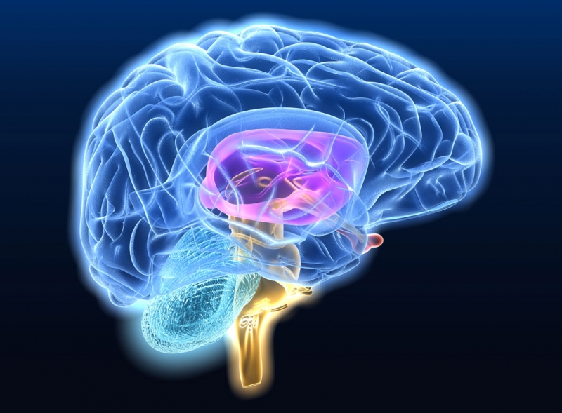Что такое опухоль ствола головного мозга?