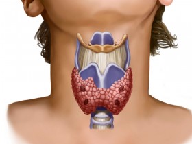 Что такое щитовидная железа?